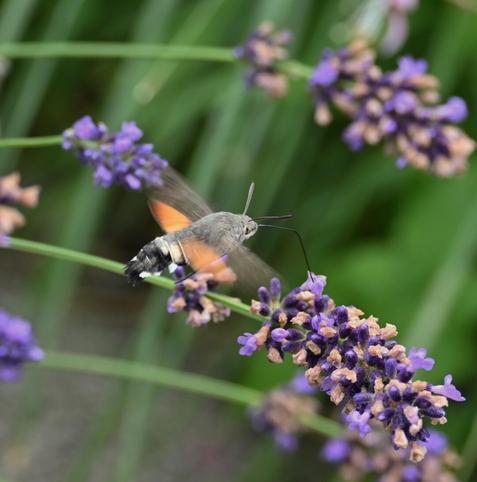 A hummingbird moth hovering near purple lavender flowers. The moth has gray and orange coloration with wings in motion, surrounded by green foliage.