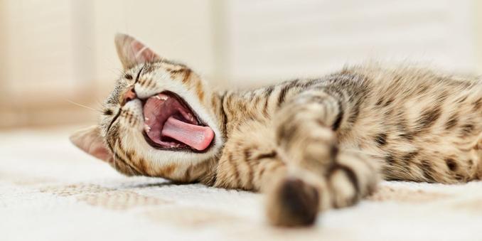 picture of a cat laying on its side. Yawning