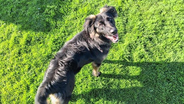 A fluffy brown and black dog looks up at the camera, mouth open, eyes questioning. This is Bouncy.  She's standing on grass in the early morning sun