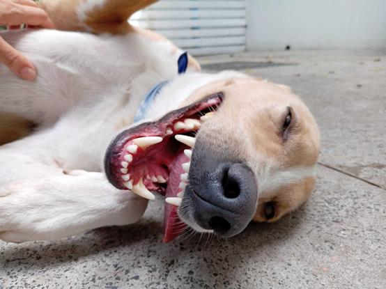 A short haird pale cream and white dog has rolled on his back on a concrete floor. His mouth is open in a wide, pink grin and his eyes are closed with bliss as someone gives him chest rubs. This is Matty.