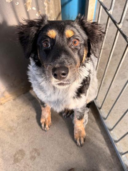 A medium small fluffy dog with a grey chest, black face, prominent tan eyebrows and big, questioning brown eyes.  She's sitting against a metal gate inside her kennel. This is Opal.