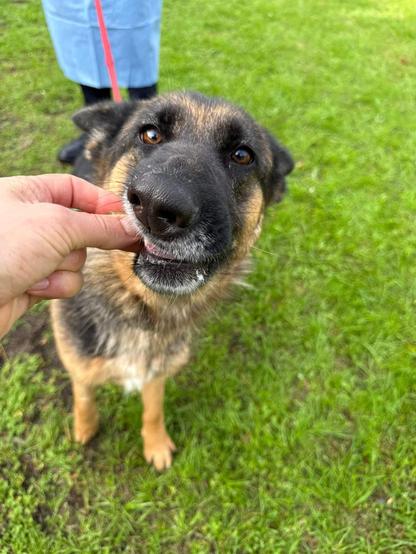 A dark-faced german shepherd takes a treat from someone's hand. She has a goofy look on her face, her ears are down as she concentrates. This is Roxy.