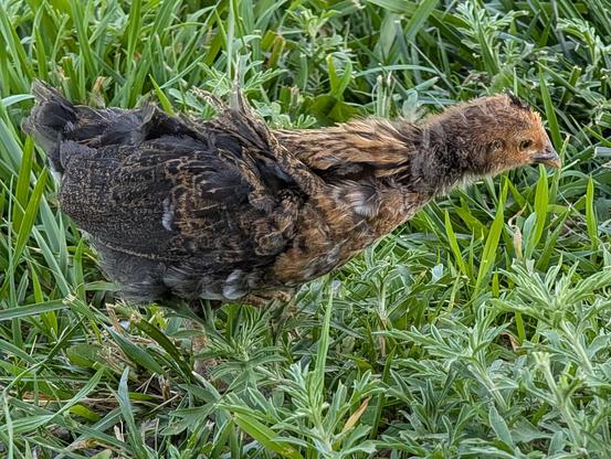 A chick walking among grass and ragweed. Its neck is stretched-out as part of its stride. Its head and neck are generally golden-red, and its back half is generally charcoal-colored. It has the beginnings of a tuft atop its head.