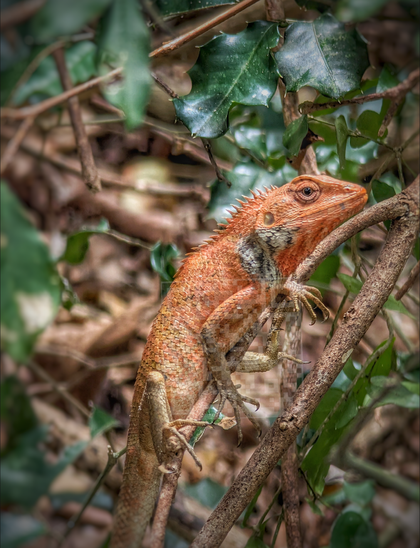 Orange lizard with sharp claws climbing diagonal brown branch while keeping eye on camera. Surrounded by green and brown foliage. Captured with Google Pixel in Sanya Hainan China