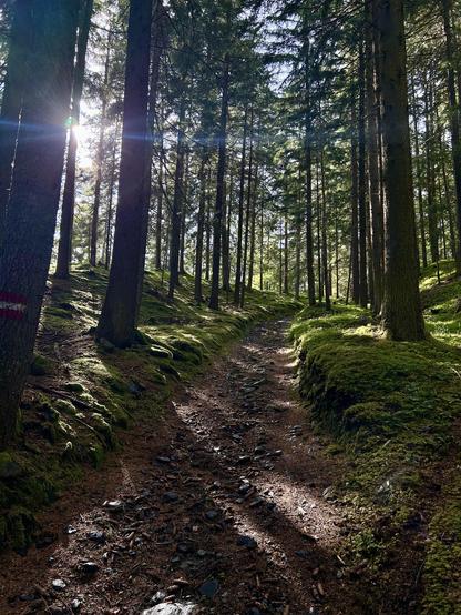 A gentle uphill hiking trail through a dense forest of pine trees, with sunlight filtering through the branches and a lens flare that makes Michael Bay excited. The forest floor is covered in moss and playful, long shadows, highlighting the microtopography of the ground; basically a fusion-powered 3D-scanner. Real forests have curves!!