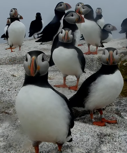 A large group of puffins taken from a screen capture of the explore.org livestream of a puffin hangout in Maine, USA. Several are looking straight ahead at the camera while others mingle in the background. Maximum cuteness.