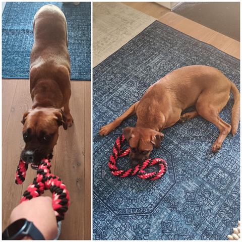 Boxador met rood zwart trektouw op blauw petrol kleed