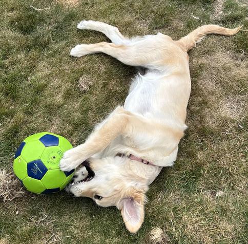 A golden retriever puppy rolling around on the ground while savaging a football.