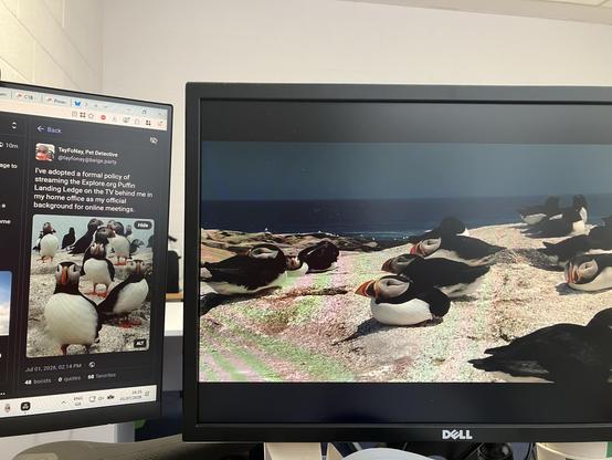A photo of two monitor screws in my desk at work - part of the screen on the left is included, with the OP visible, while most of the screen on the right is visible with the Puffin Landing Ledge livestream IN FULL EFFECT.