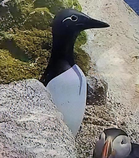A seabird with a white chest and black head and back stands staring at the webcam. The eye has a thin white ring around it with a thin line extending back that looks like eyeliner