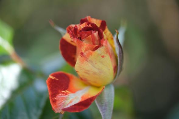 a mosty-closed rose in streaky orange, red, and yellow, with one large petal falling outward