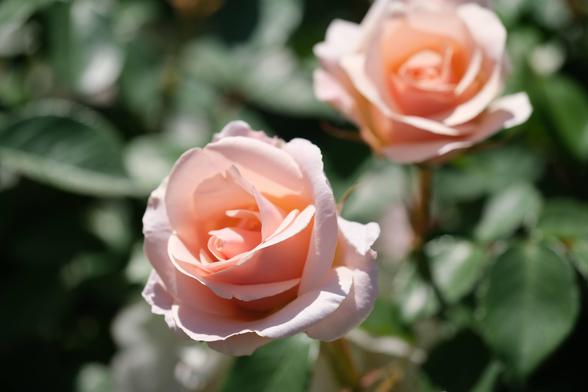 two peachy colored partially open roses. the back one is blurred and out of focus