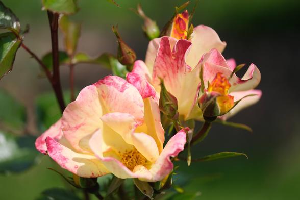 a pair of yellow-tinged-with-pink roses with loose, fluffy petals