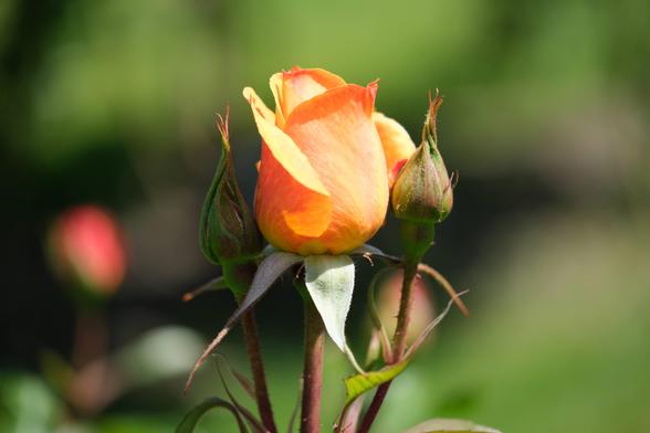 mostly closed orange rose sharing a stem with two buds