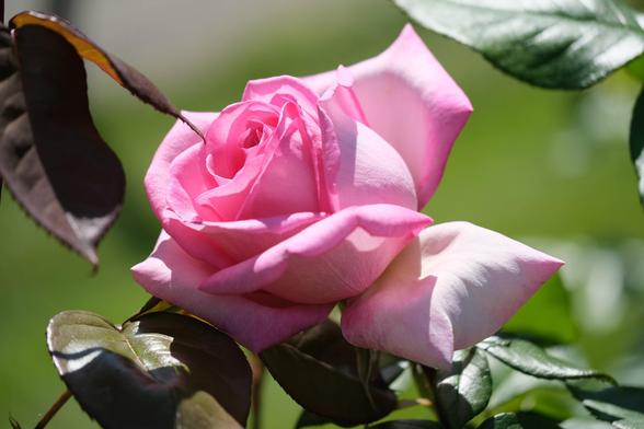fluffy, open pink rose