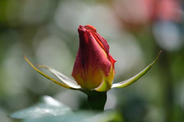 rose bud that has just started to open; the greenery has fallen away to both sides but the red-yellow petals are still tightly closed