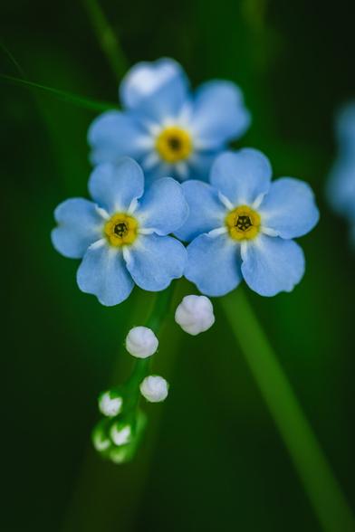 A close up vertically oriented photograph of three forget-me-not flowers, appearing in an overlapping triangle, with two of the pale blue flowers with their yellow, hollow center at the base and one, slightly behind and a bit out of focus, at the top.

Below the flowers is a diagonal row of white flower buds, that get progressively smaller and more out of focus, the farther down the row they are.

The background is a pleasing, soft green blur, with a couple of large diagonal green streaks from out of focus blades of grass behind the flowers.