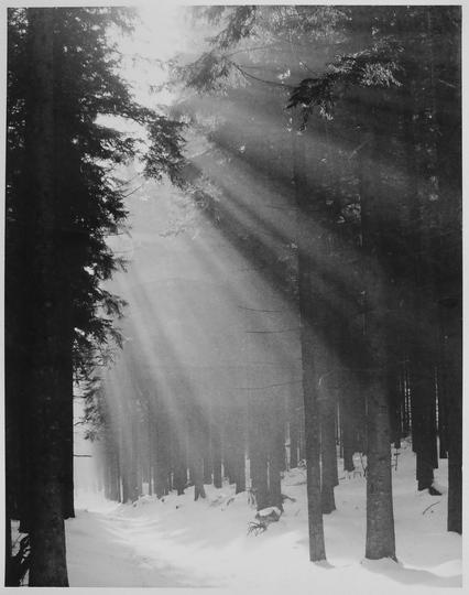 35mm b&w print of a snow filled forest out side of Munich. sunbeams come through the trees.