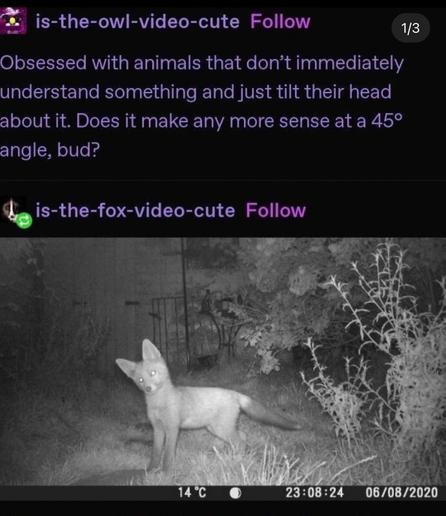 Screenshot of a Tumblr post, featuring an infrared nighttime trail cam photo of a cute little foxxo tilting its head, with its ears straight up. The caption reads: "Obsessed with animals that don't immediately understand something and just tilt their head about it. Does it make any more sense at a 45° angle, bud?"