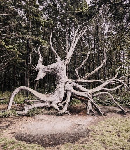 “Deep in the old woods, the druid transforms trees into wooden beasts that move about as nimbly as spiders, with dozens of spindly, interlaced legs” 

— alt-text and photo perhaps by a blackened, green being (?) the scouts are looking into this…