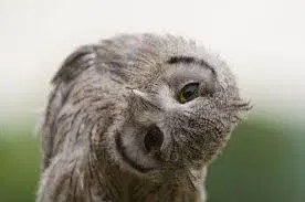 Seemingly a Megascops owl (a yellow-eyed owl with pale gray plumage and dark face rim; I couldn't find the original source in order to confirm the specific species) looking at the viewer with a highly-tilted head.