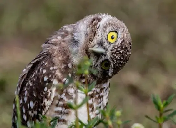 An Athene cunicularia (burrowing-owl) looking at the viewer with a head tilted 90 degrees.