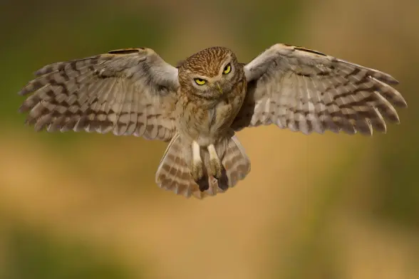 An Athene noctua (Little-owl) mid-flight while eerily/menacingly looking at the viewer with a tilted head and ready-to-be-stretched-forward talons.