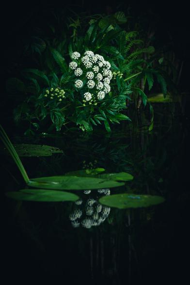 A vertically oriented low key photograph of possibly a Cicuta virosa, in full bloom. The flowers arranged in a large number of ball-like clusters, that form a large umbrella shape. Here the overall umbrella shape leans over to the right and it is surrounded by lush, dark green plants, right next to a lake.

The lake surface occupies the lower half of the photograph and its water is very dark, with a few green water lily pads on the surface. The white flower cluster is reflected in the surface between the lily pads.