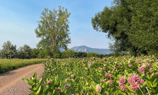At a curve along a gravel bike path — a meadow filled with blooming, pink, showy milkweed plants on the right; large, green cottonwood and crack willow trees in the middle distance; and a line of scenic mountains peeking through the trees in the far distance. Sunny, but hazy, slightly smoky skies on a warm summer morning.
