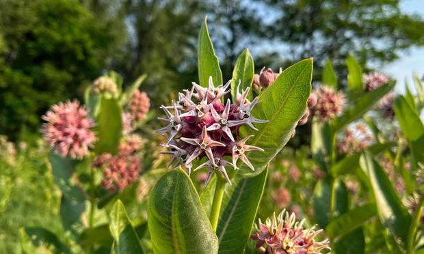 Closeup of one of the blooming milkweed plants with its spherical flower cluster nestled inside broad, green leaves, with each flower cluster made up of smaller, individual, five-pointed, pink, star-shaped flowers. More blooming milkweed and green, leafy trees blurred in the background.