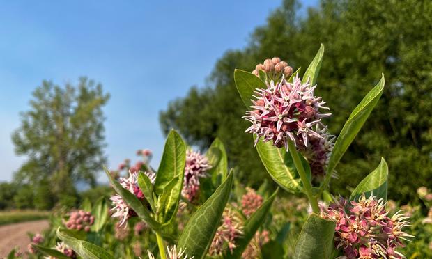 An eye level view across the edge of the blooming milkweed meadow, with several taller flower clusters sticking up above their green, leafy stems, with a bit of a gravel bike path, green trees, and hazy blue skies blurred in the background.