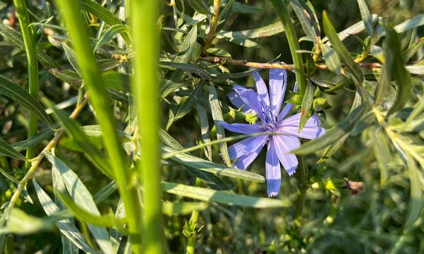 A small, dusky blue, multi-petaled chicory flower almost hidden within the leaves of a coyote willow shrub growing by the side of a bike path, the flower illuminated by morning sun angling through the bright green stems of the chicory plant and the thin, sage green leaves of the coyote willow.