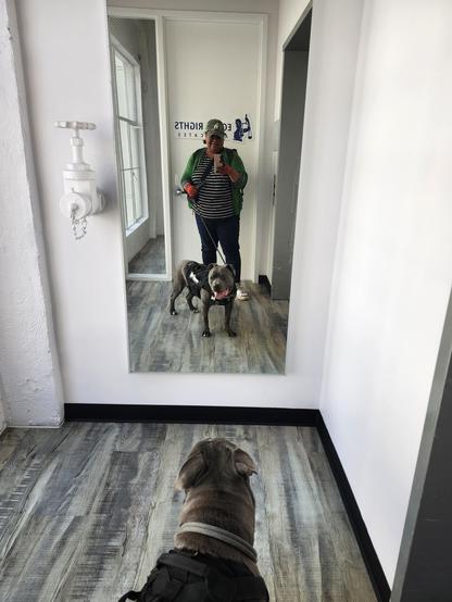 An excited schmoopie blue nose pittie panting at himself in a mirror in an all white corridor while a Black woman in a green cardigan, striped tee and jeans takes a mirror selfie.