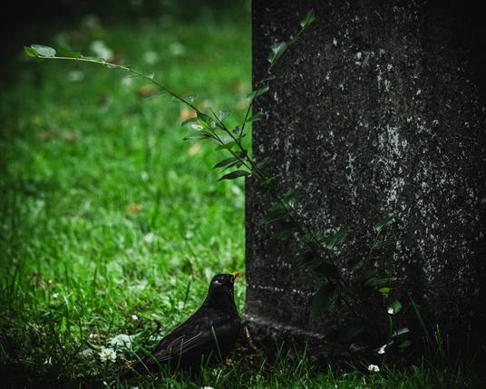 A photograph of a blackbird standing in front if a weathered gravestone made of dark rough stone, with lichen growing on it, only the lower part of it visible in the image with no visible inscription. The gravestone takes up the right half of the image with the blackbird and a background of green grass to the left.

in front of the stone and diagonally through the frame is a branching stem of some plant, with green leaves growing along it.