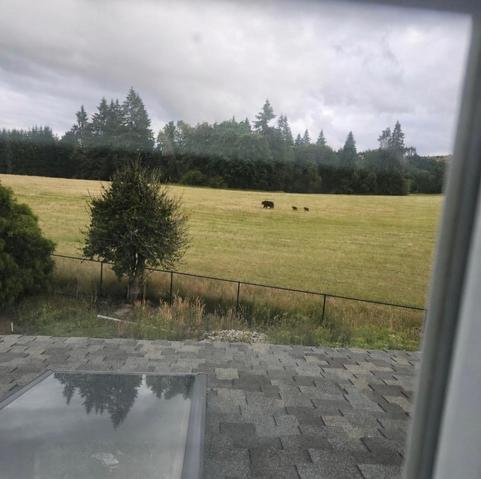A photograph taken from inside a house looking out the window. The roof of the lower floor is visible in the immediate foreground, with some rough grass and small trees beyond that and then a simple black metal fence. The subject, fairly off towards the background, are one adult and two baby bear standing in a grassy field. There’s a tree line beyond them.