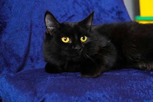 A sleek black cat with bright golden-yellow eyes lies comfortably on a plush royal blue blanket, gazing attentively off to the side. Its glossy coat contrasts beautifully with the vibrant blue background, creating a striking portrait.