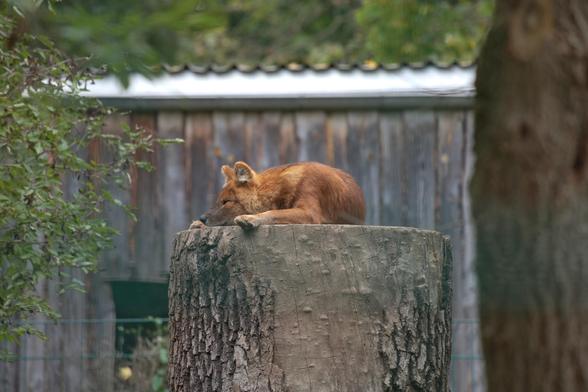 A dhole is laying on a trunk, their head rests between their paws, the left one's slightly extended over the rim of the trunk and in the air, showing the beans.
There's a building in the background and some trees and foilage to either side of the picture.