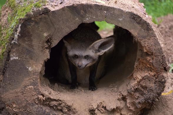 A bat-eared fox sits crouched with extended front legs in a hollow trunk, looking into the direction of the camera. There's a second one barely visible behind the first one.