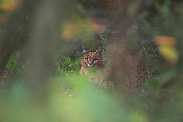 A caracal is loafing and looks directly into the camera. Everything except for their head is fuzzy, hidden behind foliage