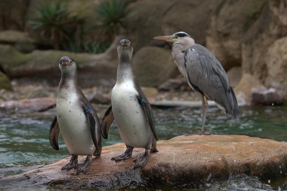 Two penguins are standing on a rock and looking in the direction of the camera. Behind them - slightly out of focus - is a grey heron looking to the left.