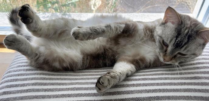 a beige-black-white lynx-point siamese cat with a rust-coloured patch above her salmon coloured nose is lying on side, legs improbably in the air, on a black and white stripey cushion that is itself on a wooden windowsill in front of a large window. her head is raised too, and she looks like she's doing some cat core-strength exercises.