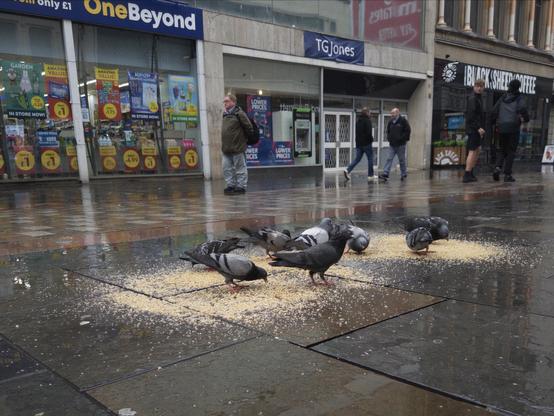 pigeons are feasting on bird seed that someone has dropped on Glasgow’s Argyle Street for them