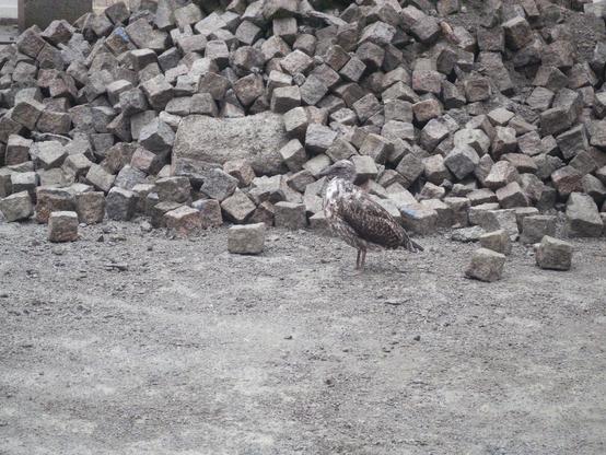 a small seagull is standing next to a small mountain of grey stones, with its grey feathers blending in very effectively