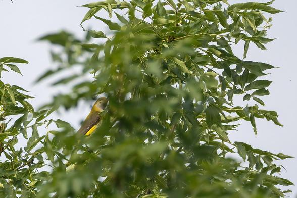 Pirol versteckt hinter den Blättern einer Baumkrone