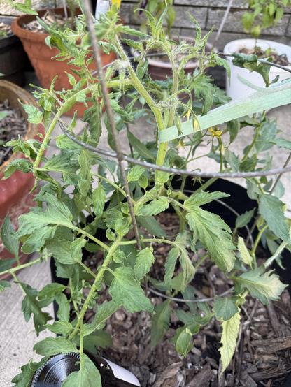 Tomato plant