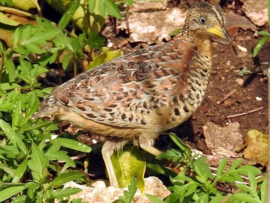 Picture of Red-backed Buttonquail