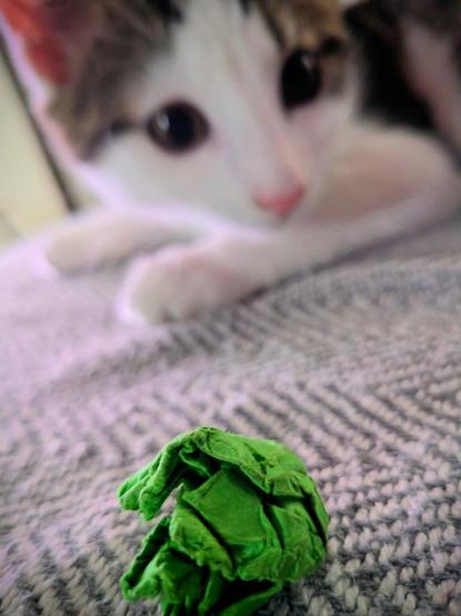 Au premier plan un boule de papier verte !
Juste derrière, le chaton (flou) qui attend que je l'envoie.