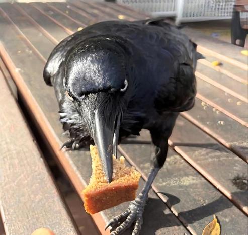 Shiny black raven on an outdoor cafe table with a piece of brown bread clamped in its beak just before placing the morsel before me