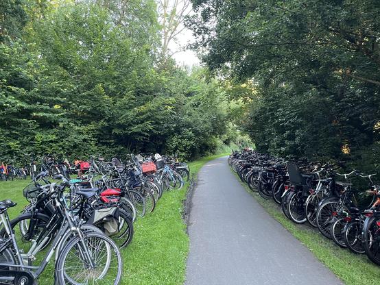 Lots of bicycles next to an asphalt bicycle path. The backdrop is green grass and green leafy trees.
