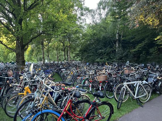 Colorful bicycles in curved rows on the grass between leafy trees.
